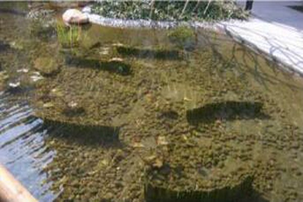 食藻虫在水生态修复中的作用