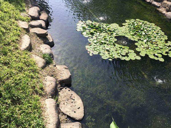 食藻虫水生态修复   纯生态