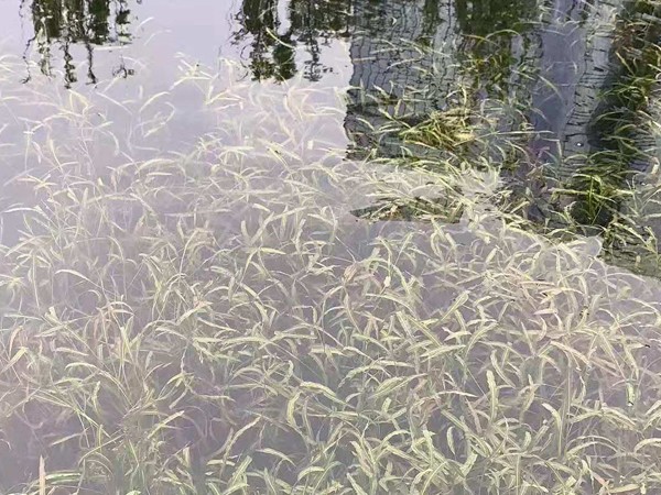 清水型生态系统构建技术