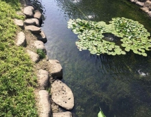 食藻虫水生态修复   纯生态