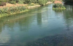 黑臭河道治理该注意什么？