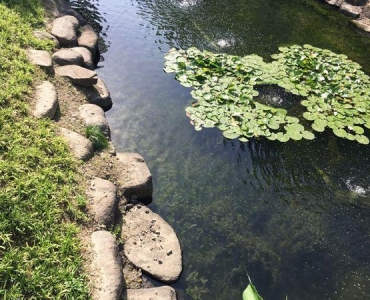 食藻虫水生态修复   纯生态