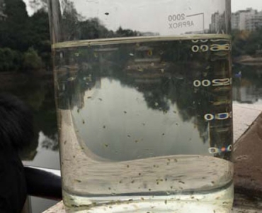 食藻虫水生态修复    快捷