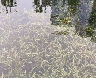 清水型生态系统构建技术